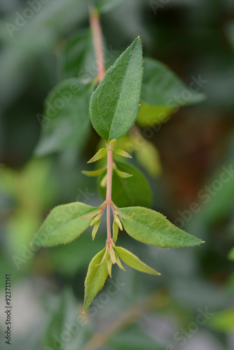 Glossy abelia Edward Goucher leaves photo