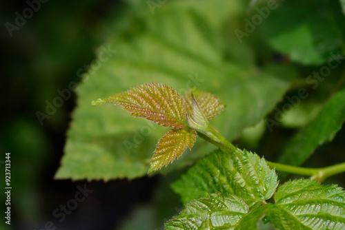 Blackberry Chester leaves