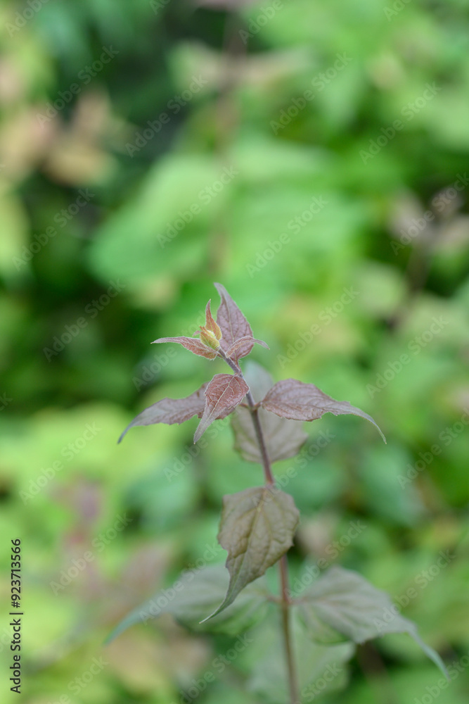Beauty bush Pink Cloud leaves Beauty bush Pink Cloud leaves