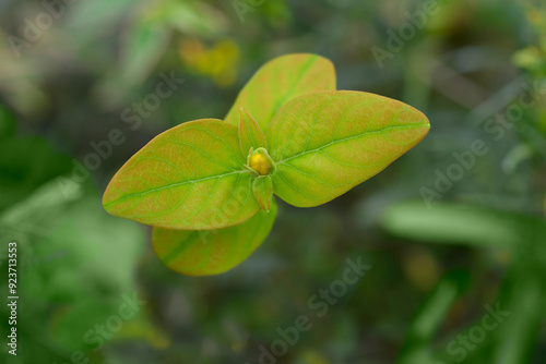 St. Johns Wort Magical Beauty leaves and flower bud photo