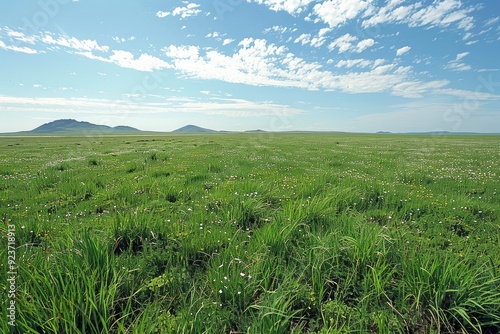 Grassy Field with Scattered White Flowers and Distant Hills