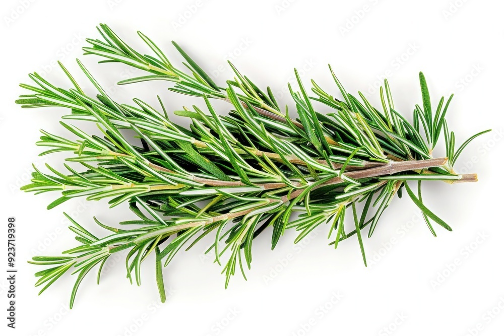 A fresh bunch of rosemary sprigs with needle-like leaves, isolated on a pure white background A fresh bunch of rosemary sprigs with needle-like leaves, isolated on a pure white background