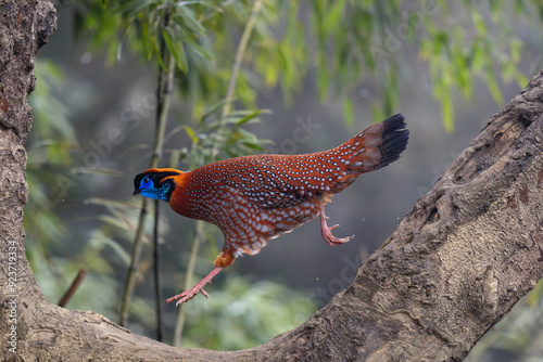 Temminck's tragopan photo