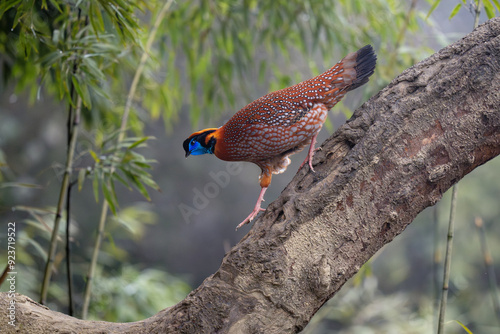 Temminck's tragopan
