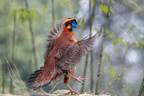Temminck's tragopan
