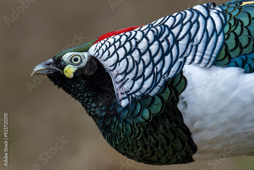 Lady Amherst's pheasant