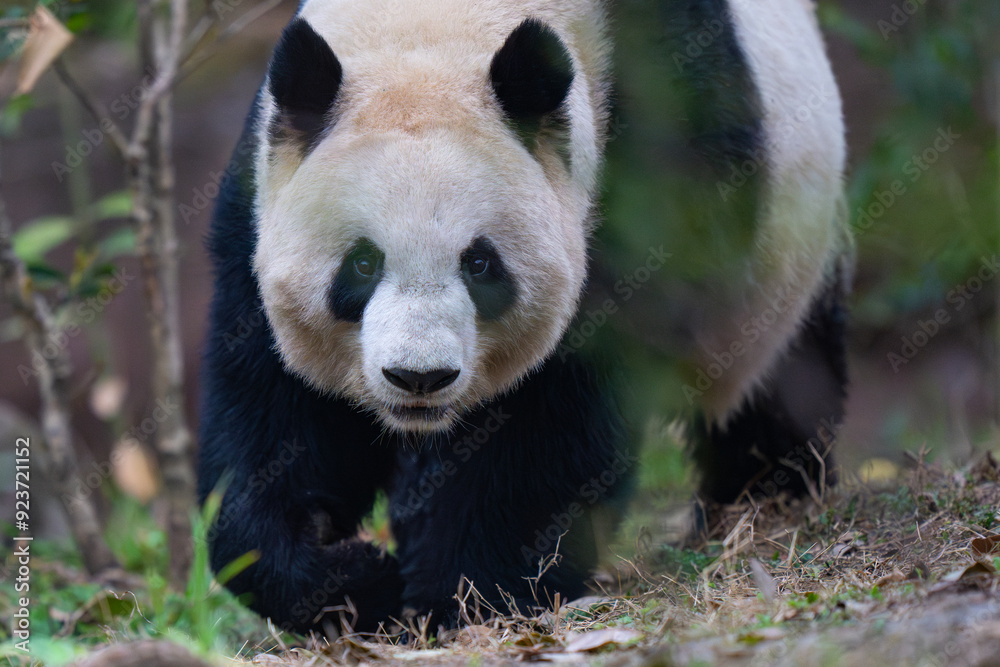 Fototapeta premium Giant Panda