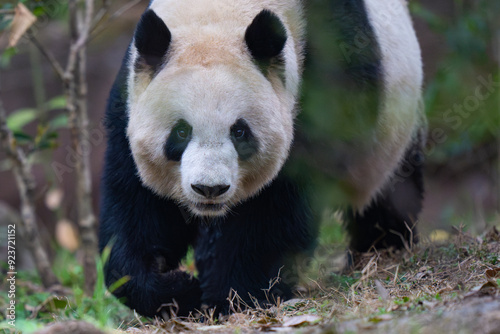 Giant Panda