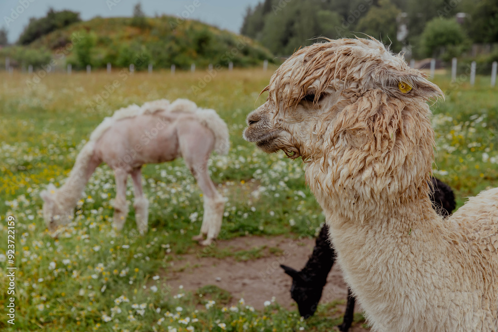 Funny white wet lama on a chamomile field Funny white wet lama on a chamomile field