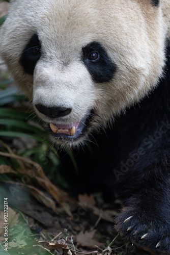 Giant Panda