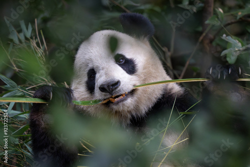 Giant Panda