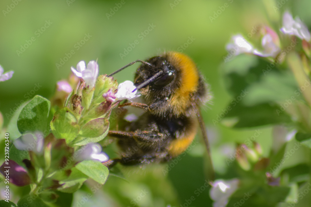 bee on a flower bee on a flower