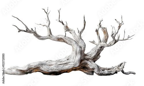 Obraz na płótnie Old white dead tree branch isolated on transparent w salonie