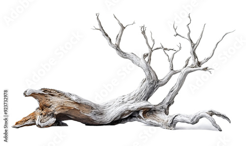 Old white dead tree branch isolated on transparent