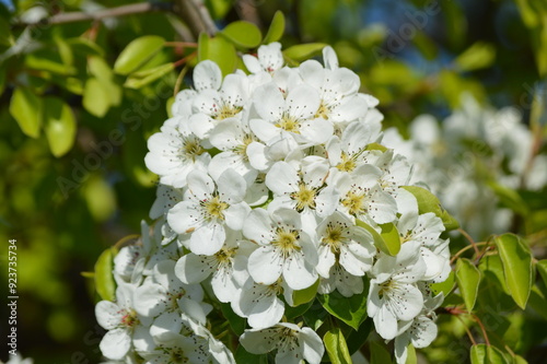 fresh blossom and green leaf background