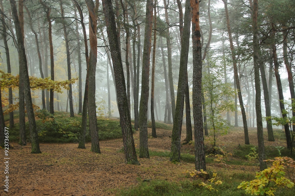 Fototapeta premium Fog in the autumn forest. Nowhere to be seen