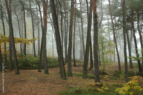 Fog in the autumn forest. Nowhere to be seen