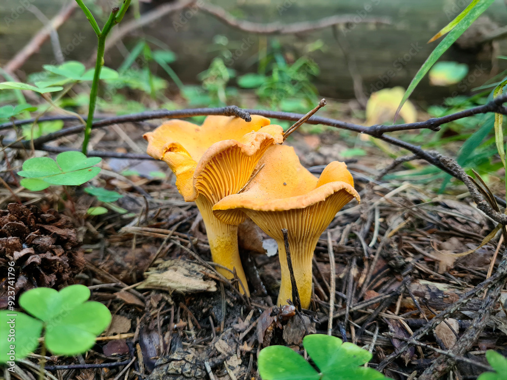 Chanterelle mushrooms in the forest Chanterelle mushrooms in the forest