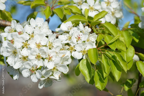 fresh blossom and green leaf background