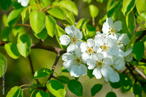 fresh blossom and green leaf background