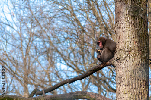 Monkey eating food while standing on a branch in a tree photo