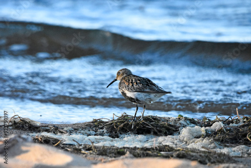 Dunlin over the Baltic Sea