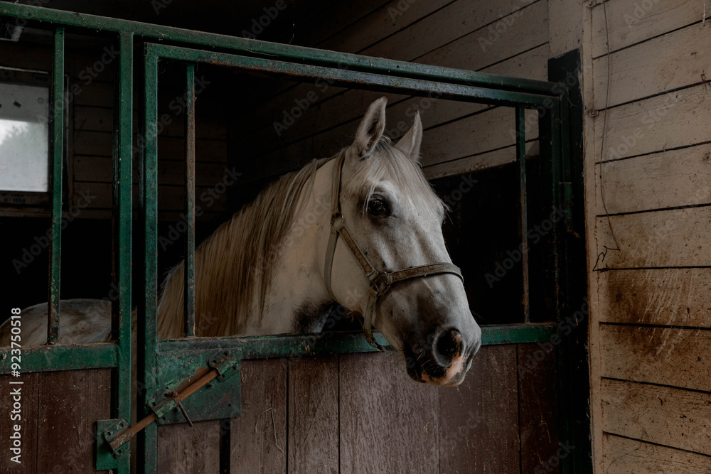 Fototapeta premium Portrait of a foal or pony in a stable on a dark background