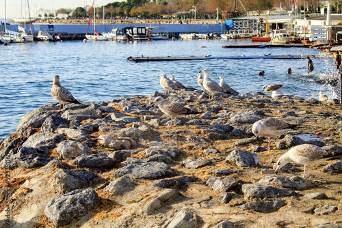 harbor view and seagulls on the rock  photo