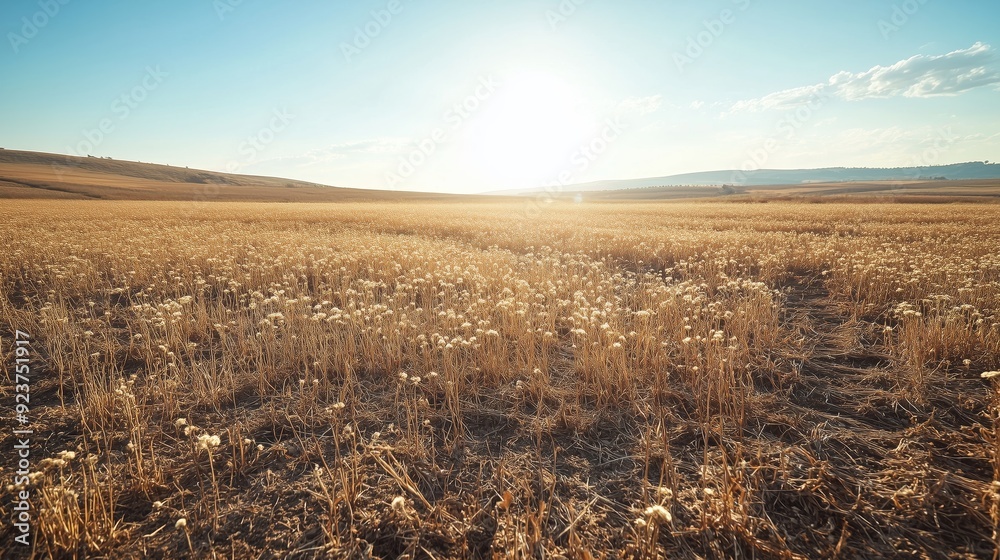 Fototapeta premium A wide shot of an empty field, with dry and brown grasses, and a bright sun in the background.