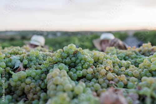 vendimia de uva palomino fino en Jerez  photo