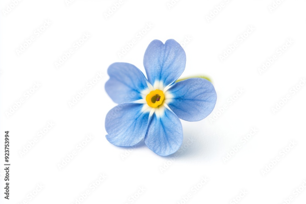 This delicate forget-me-not flower features vibrant blue petals and a striking yellow center, beautifully displayed against a clean white background This delicate forget-me-not flower features vibrant blue petals and a striking yellow center, beautifully displayed against a clean white background