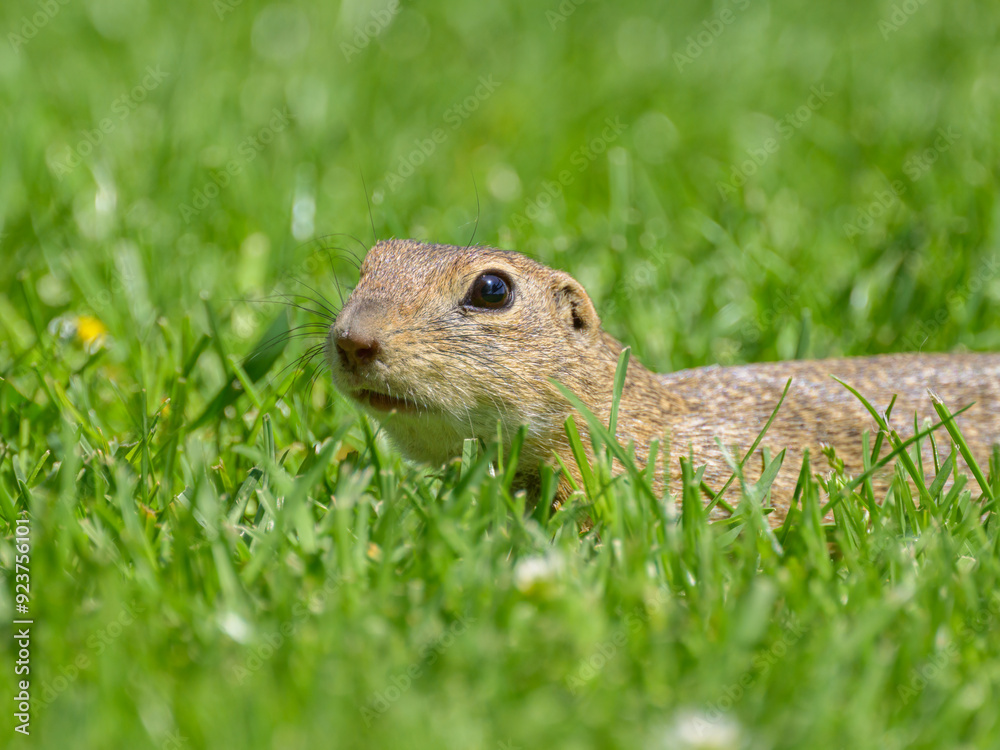 A European ground squirrel in a meadow in spring A European ground squirrel in a meadow in spring