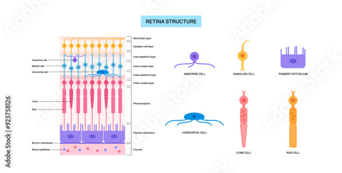 Retina structure poster