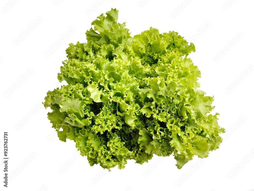 Lettuce plant on white background.Fresh lettuce plants are green Lettuce plant on white background.Fresh lettuce plants are green