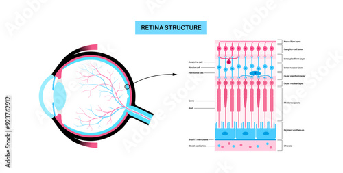 Retina structure poster