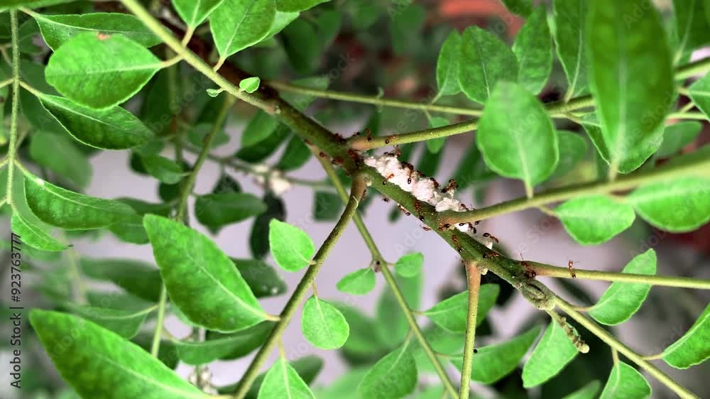 The ants feed on honeydew from mealy bugs
The ants feed on honeydew from mealy bugs