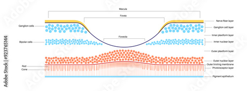 Macula fovea and foveola