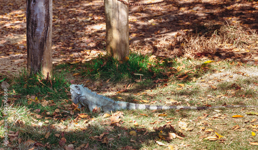 lagarto tomando sol no parque lagarto tomando sol no parque