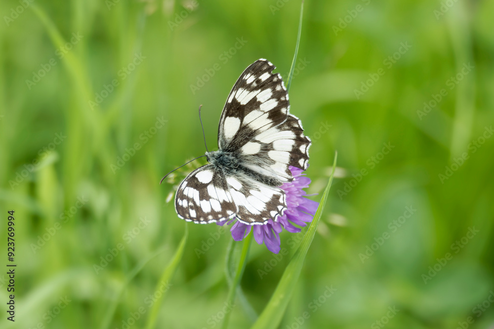 Marbled White (Melanargia galathea) butterfly sitting on a small scabious in Zurich, Switzerland Marbled White (Melanargia galathea) butterfly sitting on a small scabious in Zurich, Switzerland