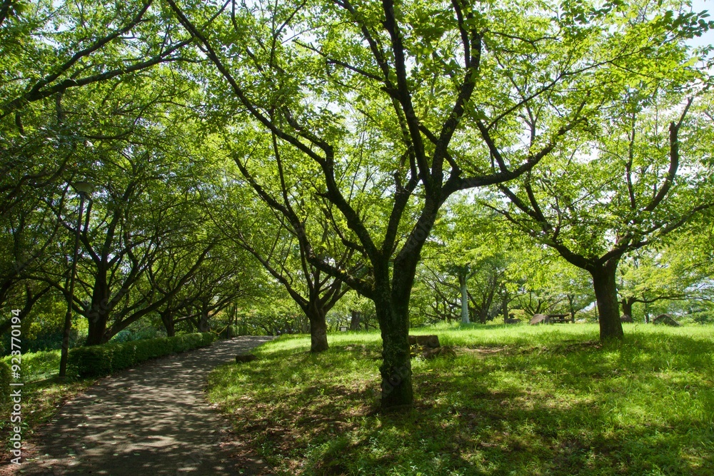 舞岡公園の景色 真夏 神奈川県戸塚区舞岡町 舞岡公園の景色 真夏 神奈川県戸塚区舞岡町