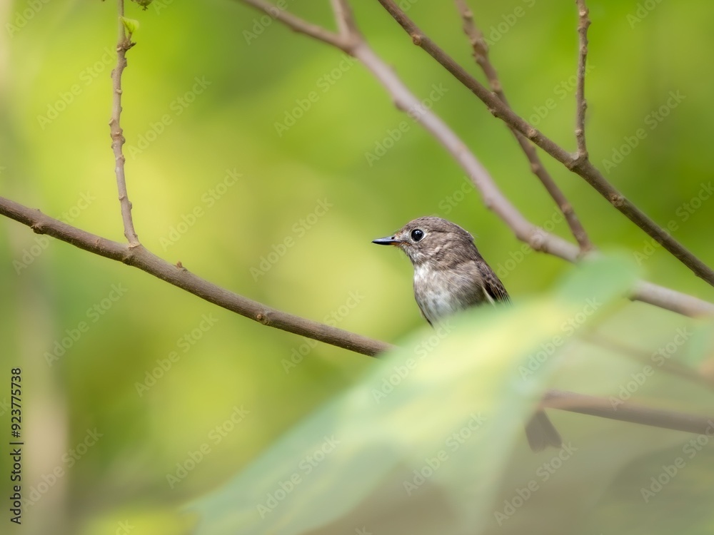 森の中で枝に留まって周りを見渡しているコサメビタキ