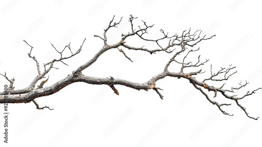 Dry branch transparent background Dry branch transparent background
