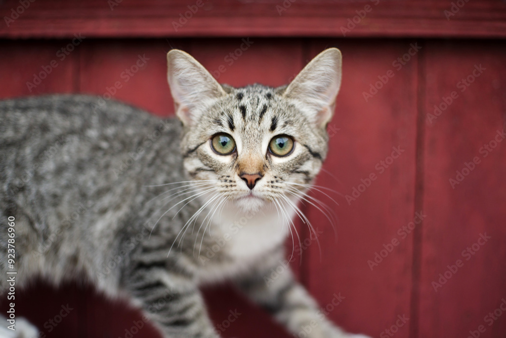 Playful little gray-brown tabby kitten with white paws and chest on the background of a wooden wall of a rural house