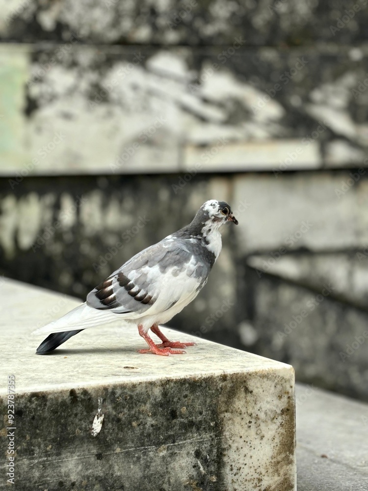 Obraz premium Pigeon on a step. Paris, France