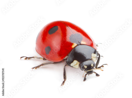 ladybug on white background