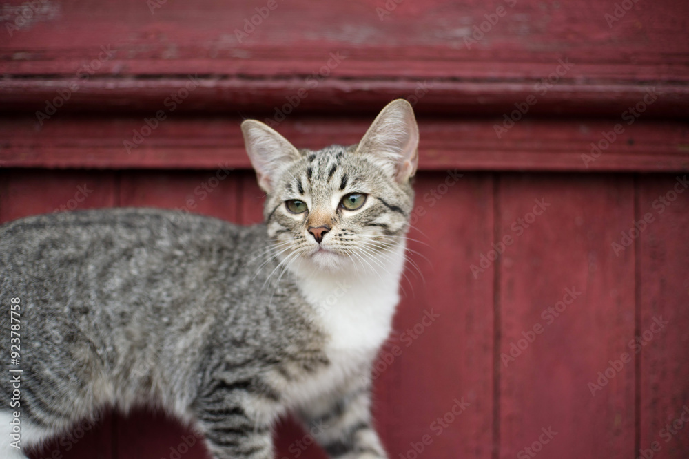 Playful little gray-brown tabby kitten with white paws and chest on the background of a wooden wall of a rural house