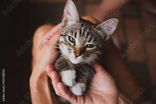 Cute little gray-brown tabby kitten with white paws and chest in a person's arms close-up, top view, soft focus