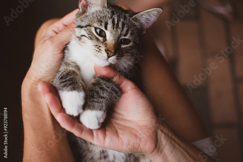 Cute little gray-brown tabby kitten with white paws and chest in a person's arms close-up, top view, soft focus