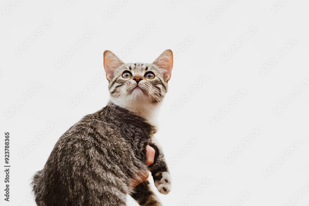 Fototapeta premium Cute little gray-brown tabby kitten in human arms close-up, soft focus