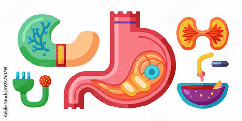 3D stomach vector set, esophagus icon kit, anatomy medical illustration, human internal organ. Sick abdomen, acid digestive ache, gastric digestive system on white. 3D stomach pain biology clipart